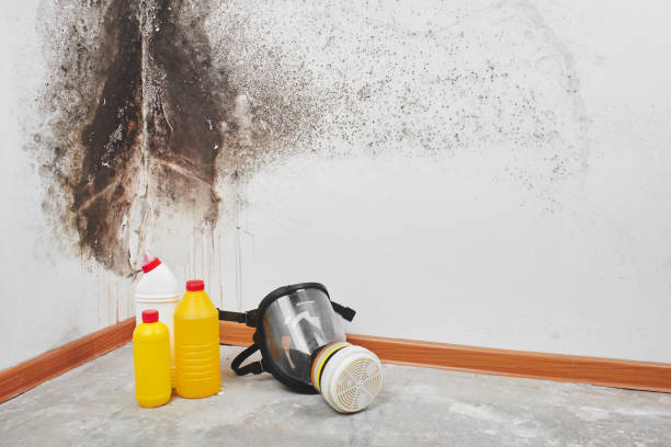 Best Preventive Mold Services in Normandy Park, WA