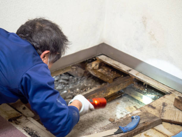 Best Mold Remediation for Specific Building Types in Normandy Park, WA