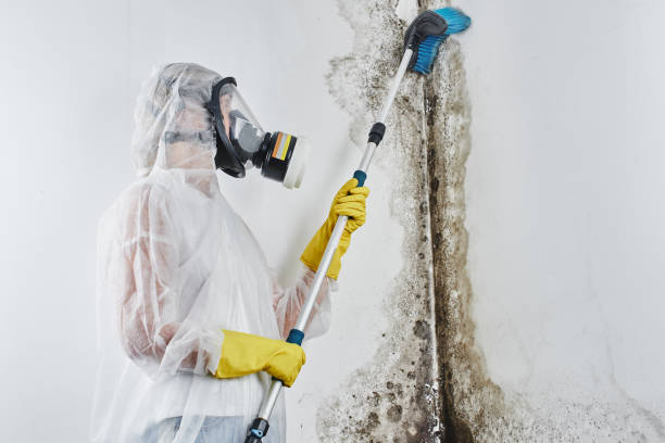 Best Industrial Mold Remediation in Normandy Park, WA