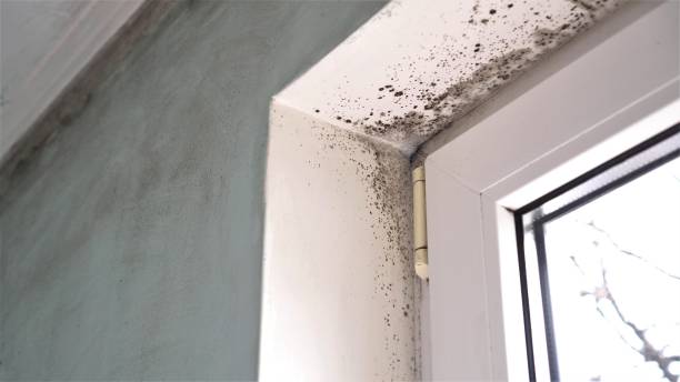 Best Bathroom Mold Remediation in Normandy Park, WA