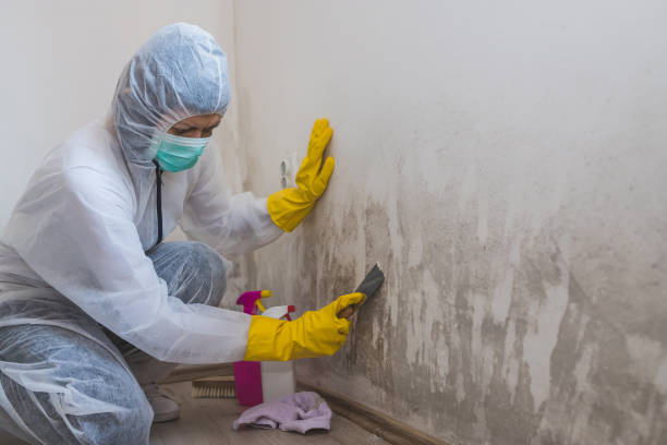 Best Insurance-Related Mold Remediation in Normandy Park, WA