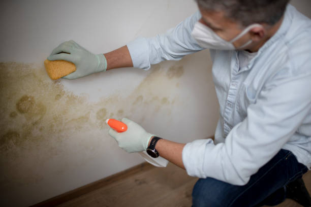 Best Commercial Mold Remediation in Normandy Park, WA