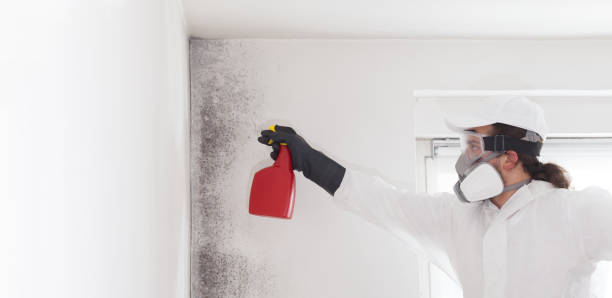 Best Industrial Mold Remediation in Normandy Park, WA