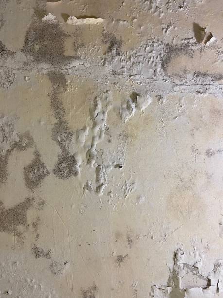 Best White Mold Remediation in Normandy Park, WA