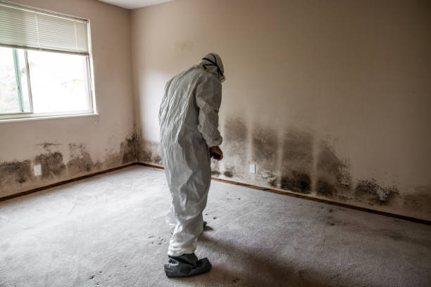 Best Crawl Space Mold Remediation in Normandy Park, WA