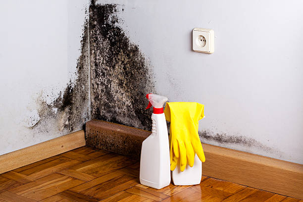 Best Kitchen Mold Remediation in Normandy Park, WA