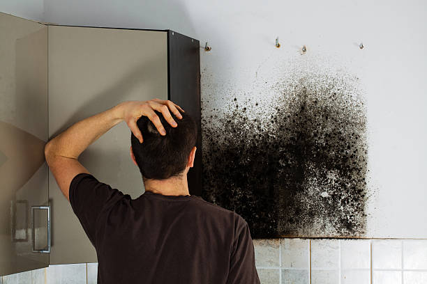 Best Emergency Mold Remediation in Normandy Park, WA